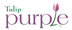 Tulip Purple